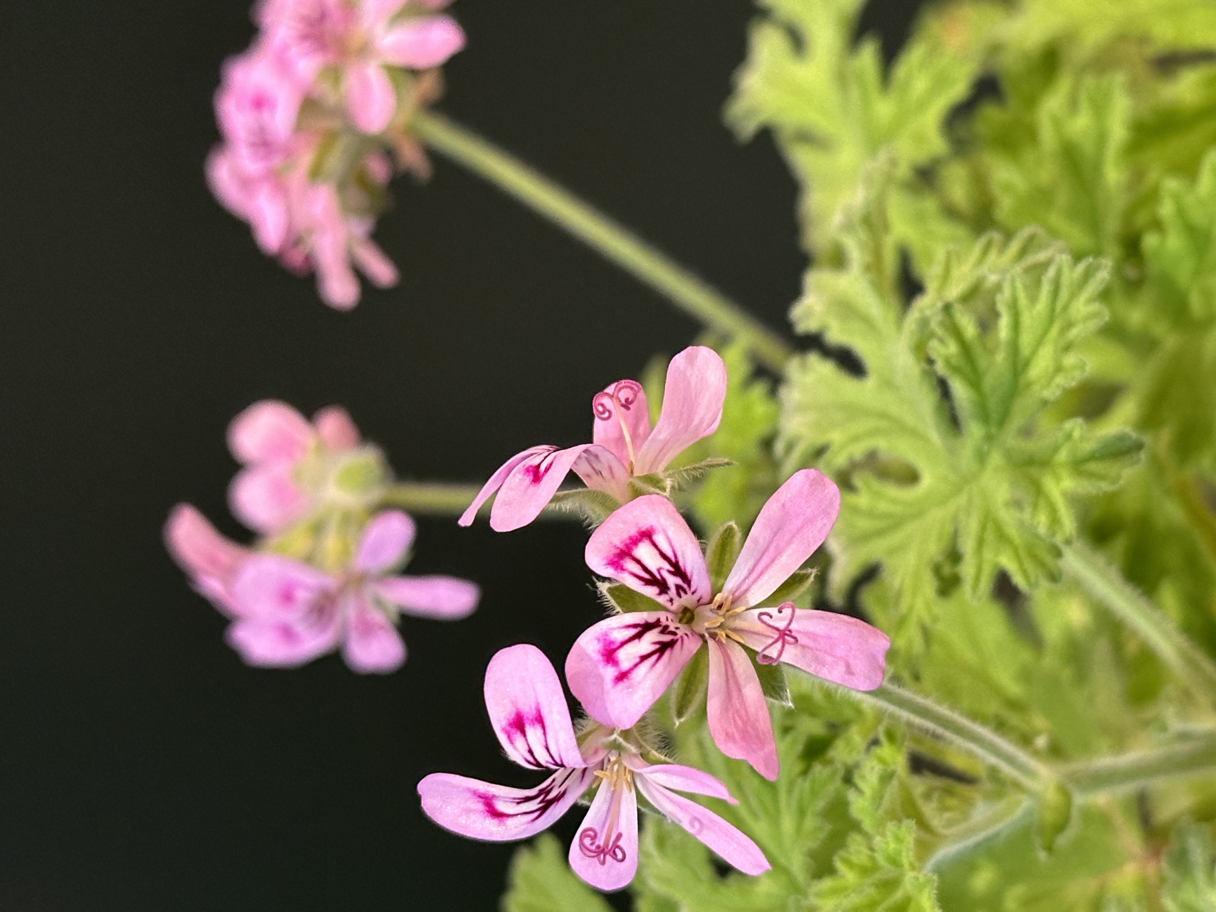 Extrait floral de Géranium Rosat bio