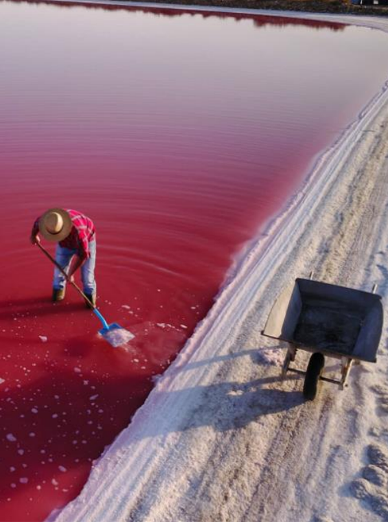 La fleur de sel de Camargue