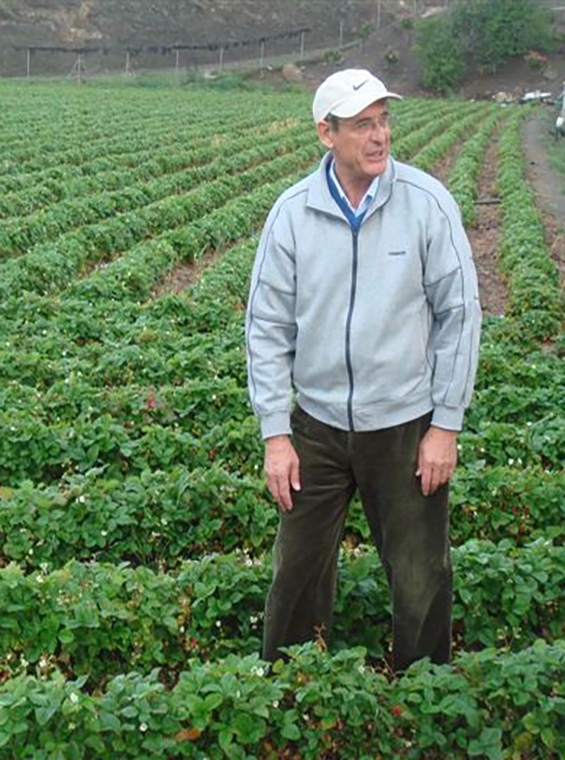 Claude Arzagot dans ses champs de fraises des bois