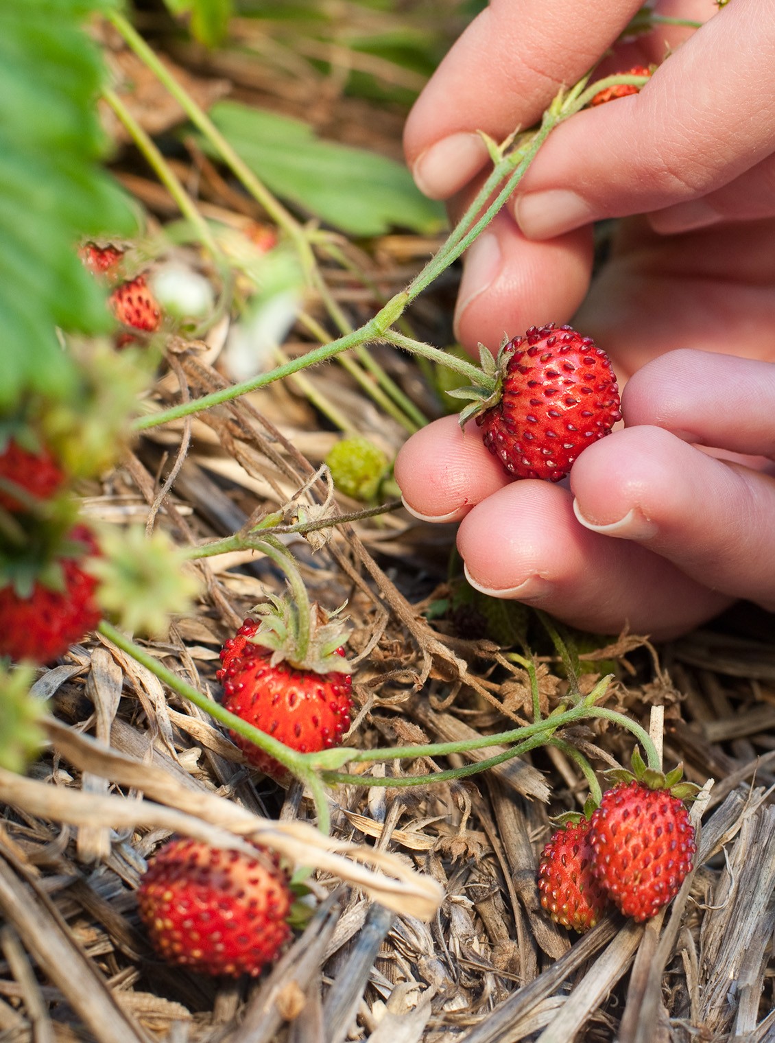 Les Fraises des bois, Claude Arzagot