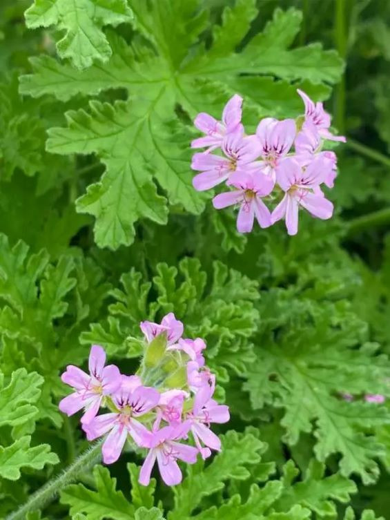 Extrait Floral de Rosat Bio, Baume des Anges